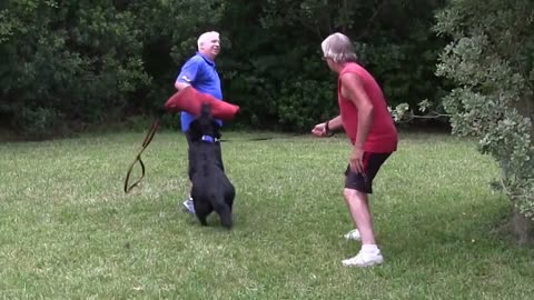 Professional Guard Dog Training Step by Step