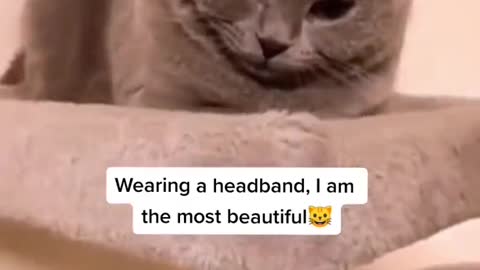 Adorable Cat Wearing Headband/Try not to laugh!!2021