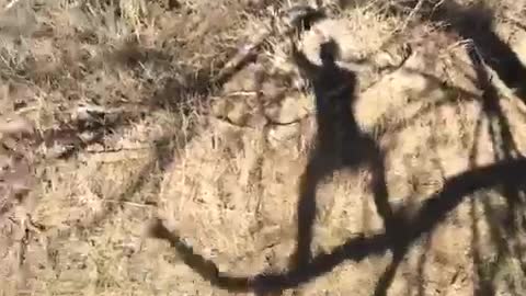 Guy shadow on tree branch squash banana breaks falls screams