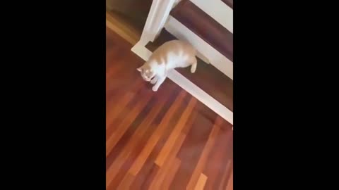 Funniest Cats and Dogs Part Animals Home Cute kitten Puppy videos pets animals funny videos