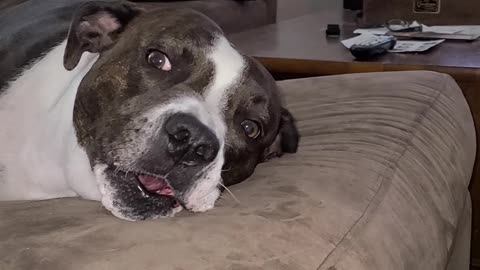 Bruno the pitbull SINGING his heart out while his mom plays harmonica