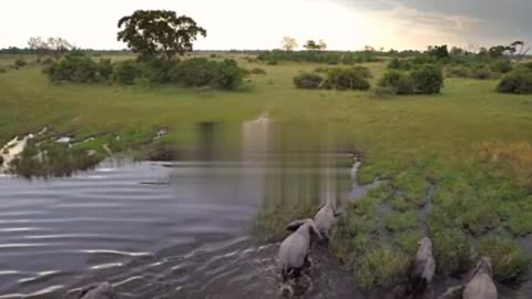 Hd drone footage of a herd of elephants crossing a river in southern Africa