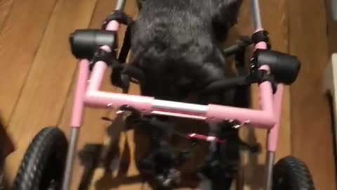 Black dog with pink and black wheel chair for back legs walks around house