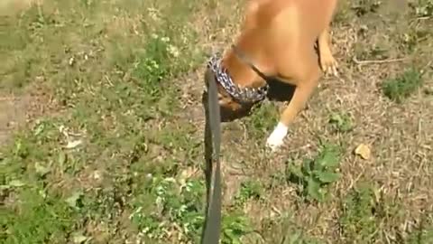 Staffordshire Terrier on a walk