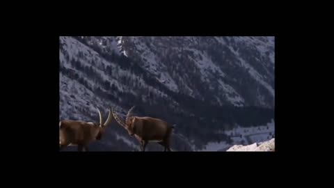 Two deer are fighting