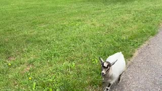 Pygmy Goat Tries to Stop Her Person Leaving Home