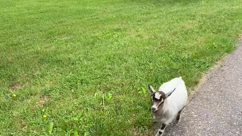 Pygmy Goat Tries to Stop Her Person Leaving Home