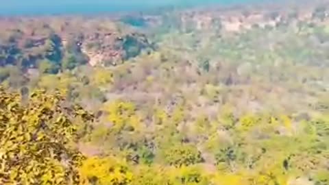 India beautiful view | india forest | 🌴🌳🏞️