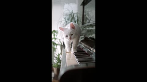 Cat Walking On Piano