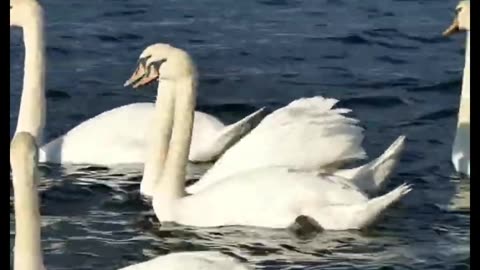 Beautiful Swans And Water