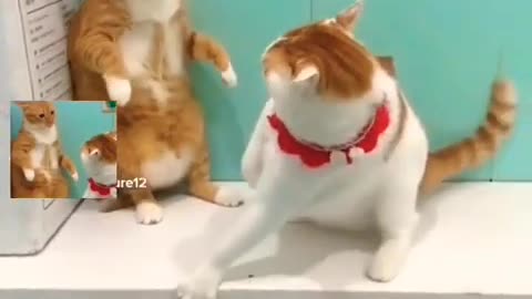 Cats Fighting for foods || fighting between two cats (1080)