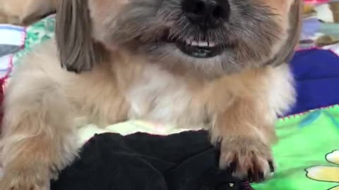 Dog chews on his dental stick.
