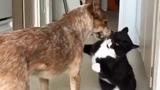 Black white cat jumps to attack large brown dog