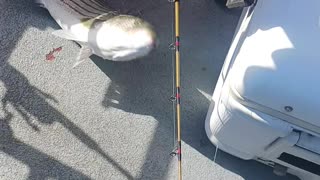 Fishfinder captree striped bass.