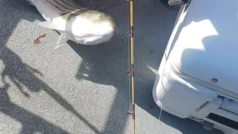 Fishfinder captree striped bass.