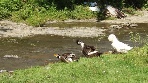 Ducks by river video stock footage