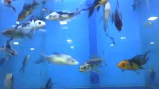 Pequenos peixes molinésia na aquário da loja, eles nadam bem rápido [Nature & Animals]