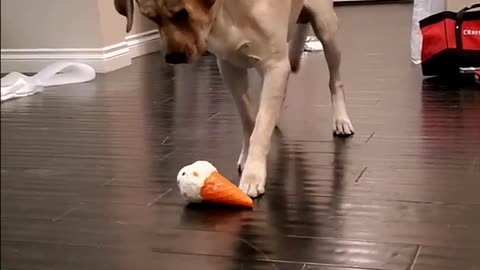 😱See the recation😱 of a dog🐕 after play with new toy