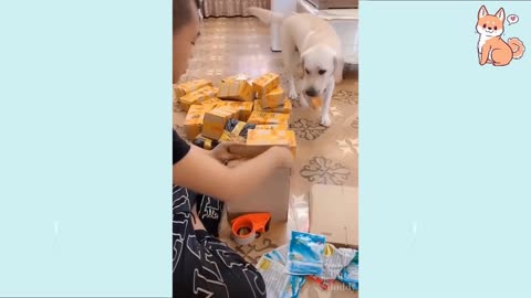 Cute Puppies being Smart