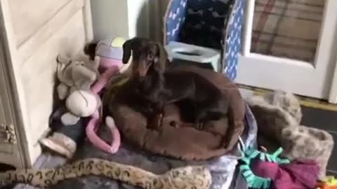Dog suffering from Megaesophagus sits in special chair