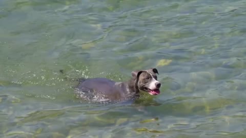 Funny Dog love Swimming , Cutest Dog Funny Video.