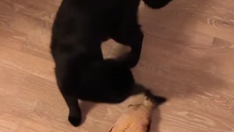 This cat is literally trying to kill a catnip fish