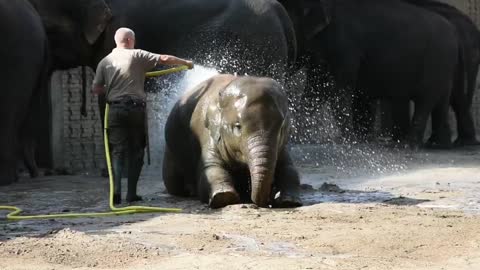 Adorable & cuty Baby Elephant bathing movement..🐘🐘🐘