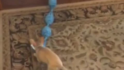 Small brown dog trying to play tug of war with blue rope toy against huge golden retriever