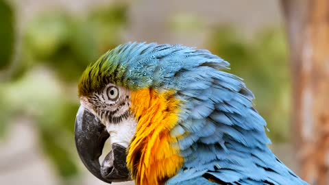 Fact about parrots