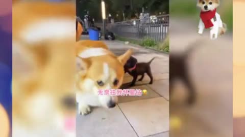 Funny Dog 🐕 videos 2021 enjoy our new dogs Funs