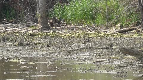 360-4 Toussaint Wildlife - Oak Harbor Ohio - Killdeer And Sandpiper Final Video For Now