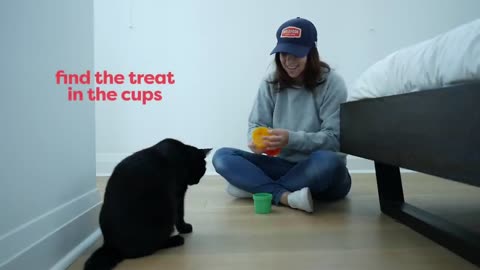 Trick 30 to Teach your cat