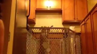 Dog jumping and getting out of its cage