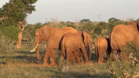 Elephant giving birth in Kenya