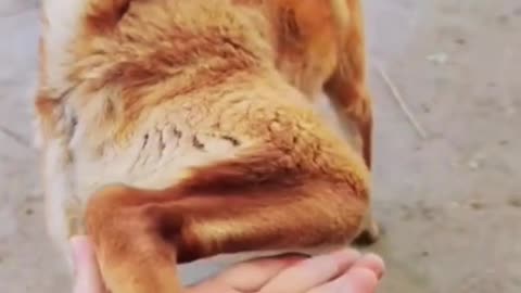 dog got a new style shaking hand with legs🤣😂funny animals video