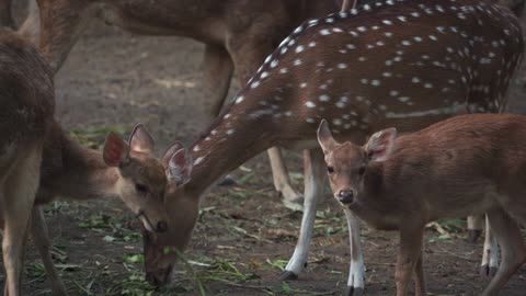 Wonderful buck