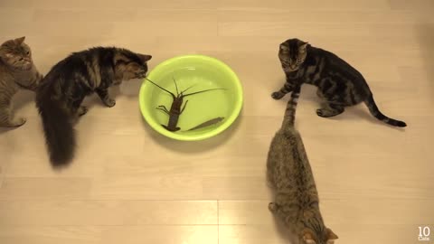 Cats playing with lobster in the water