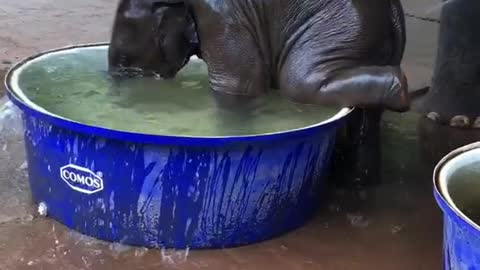 Baby Elephent