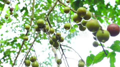 69-YO Kerala Farmer Earns Fame Growing Rare Wild Fruit Loved by Tribals