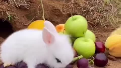 Funny Baby Bunny Rabbit Videos 2021