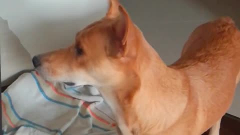 dogs react funny to extraneous sounds