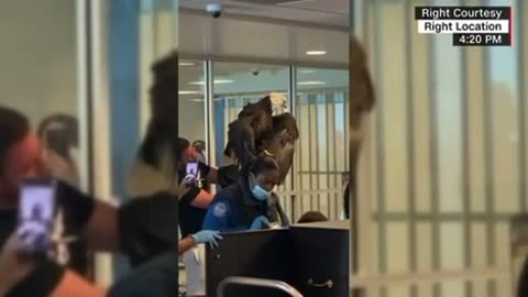NC airport sees bald eagle pass through TSA checkpoint