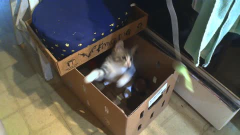 Kanga mook Playing Kitten