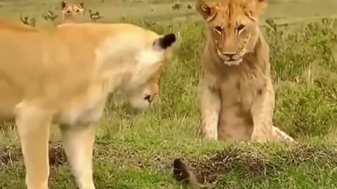 Brave Mongoose Takes on Lions to Protect Its Den 🦁🦦