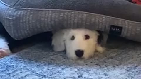 Good boy hiding under his bed