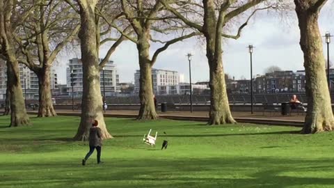 Chair Chases Dog Through Park