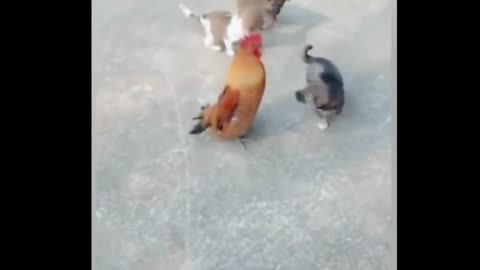 Dog and chicken are fighting among themselves this is a funny video to watch.