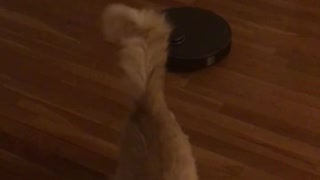 Cats memorized by vacuum