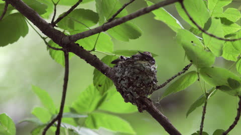 Black-chinned Hummingbird Nest