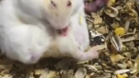 Amazing Hamster Giving Birth - Cute Hamster Born